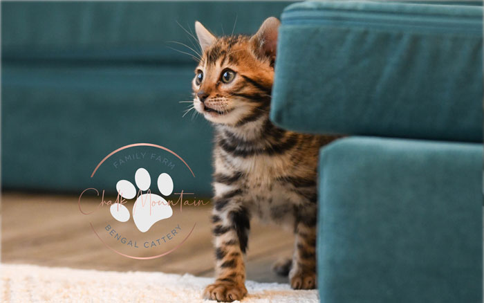 Bengal kitten for sale